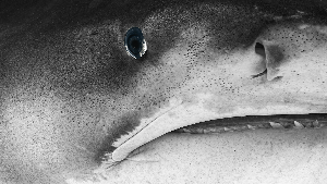 Black and white close-up photograph of a shark's face, showing its eye, skin texture, gill slit, and teeth.