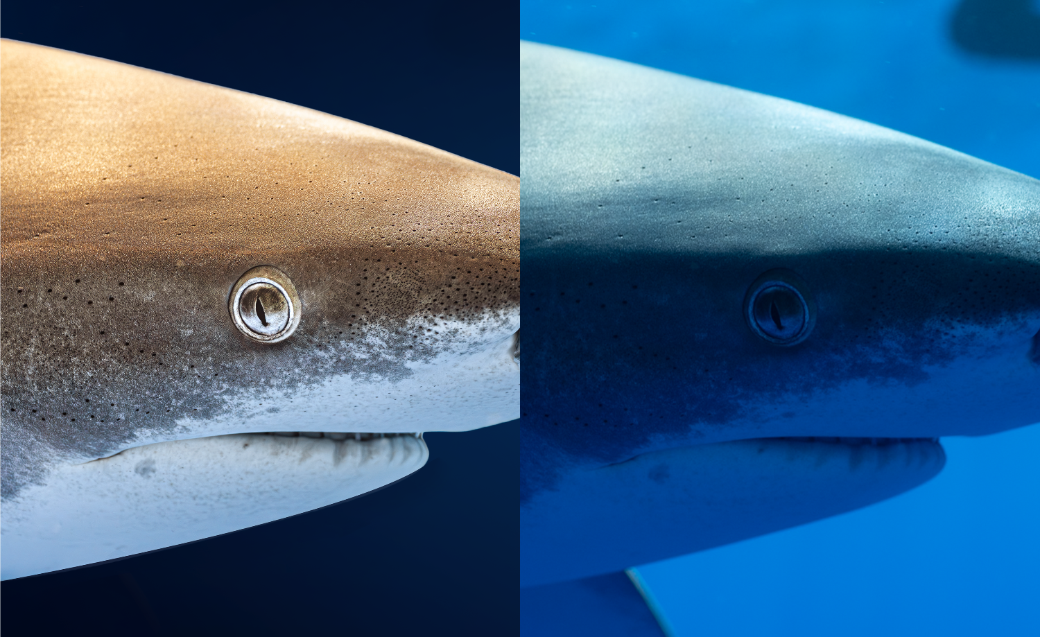 A split-screen close-up of a shark, with the left half lit in warm natural light showing tan and gray skin, and the right half lit in deep blue water showing a gray-blue underside.