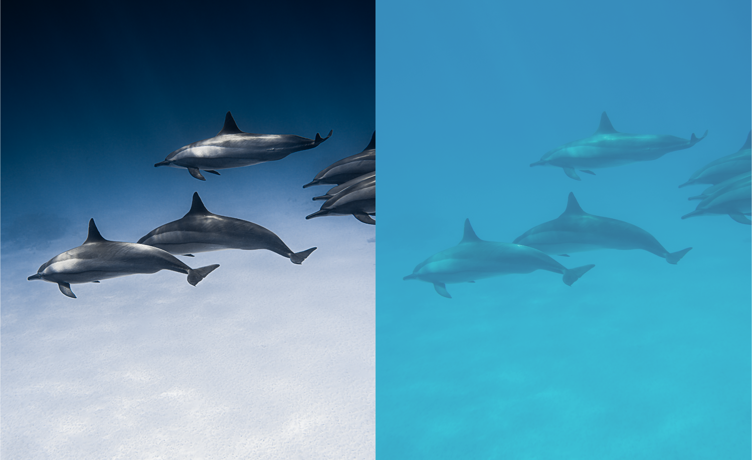 A split-screen comparison of dolphins swimming in the sky versus underwater, with the left side showing daylight with blue sky and white clouds, and the right side showing a darker blue underwater view.