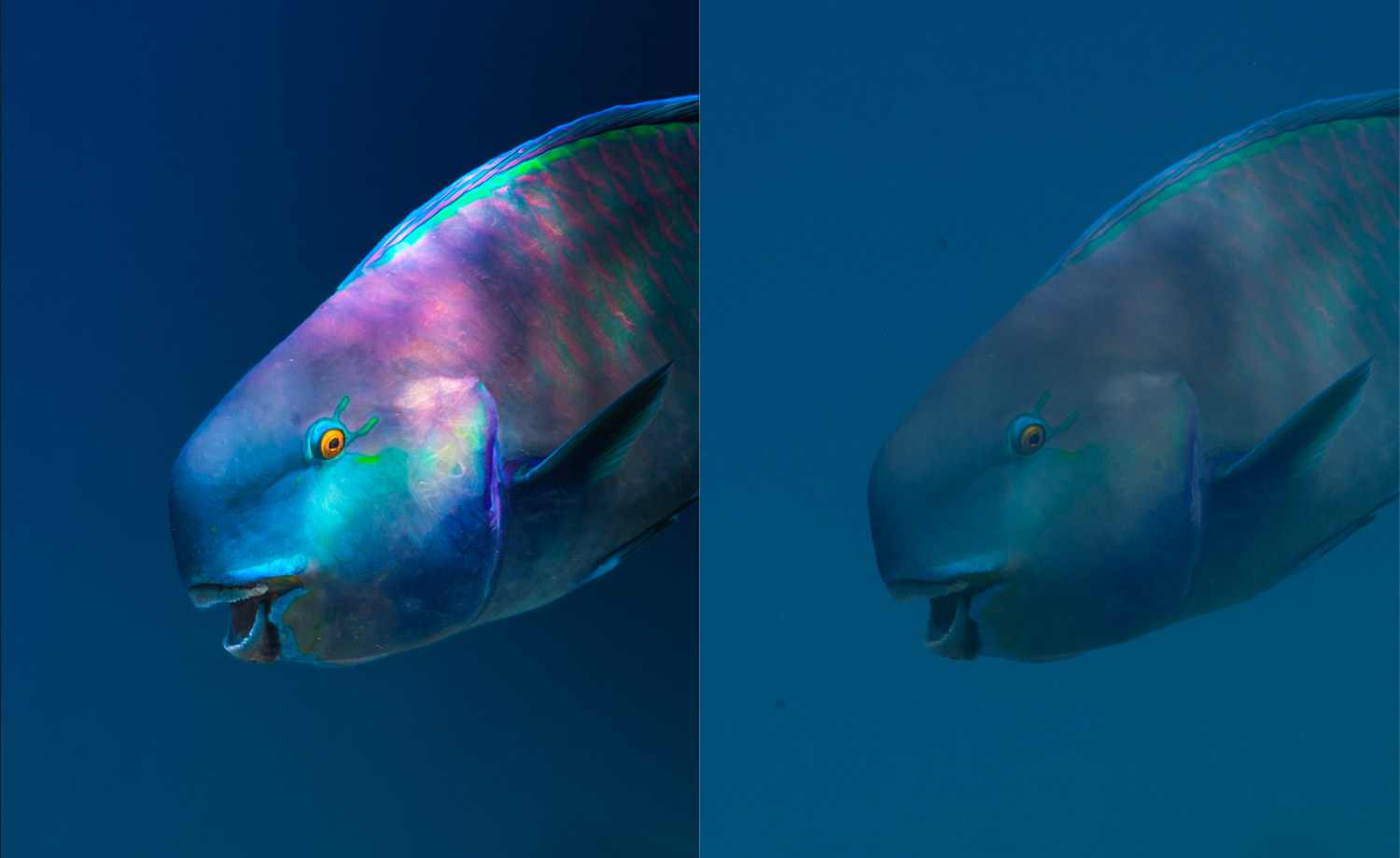 A split-screen underwater photograph of a parrotfish in deep blue water, with the left side showing vivid iridescent blue, purple, and green tones and the right side showing a more muted blue-gray view.