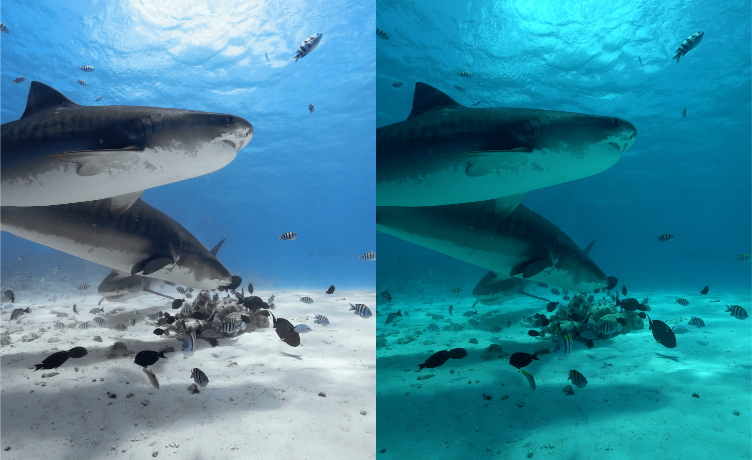 A side-by-side underwater photograph showing two large sharks swimming over a sandy ocean floor with small fish around them. The left side has natural blue water tones, and the right side is heavily tinted in teal-blue.
