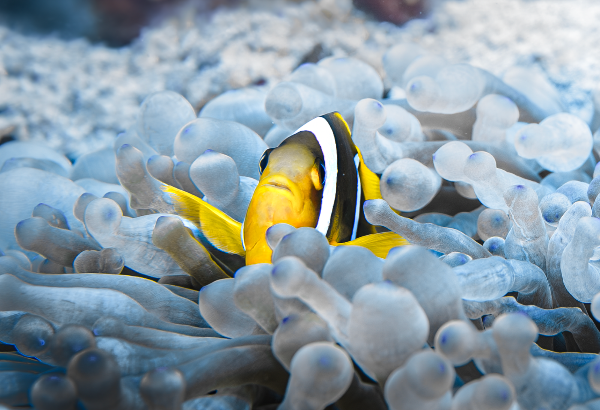 A close-up underwater photograph of a yellow, black, and white clownfish nestled among translucent white anemone tentacles.