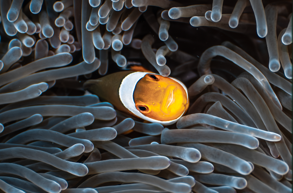 A close-up underwater photograph of a clownfish nestled among dense anemone tentacles.