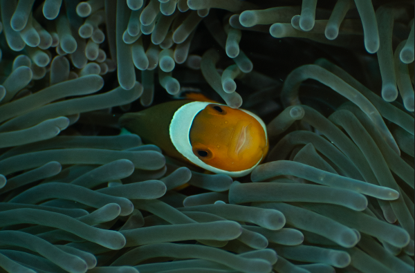 A close-up underwater shot of a clownfish nestled among the tentacles of a sea anemone.
