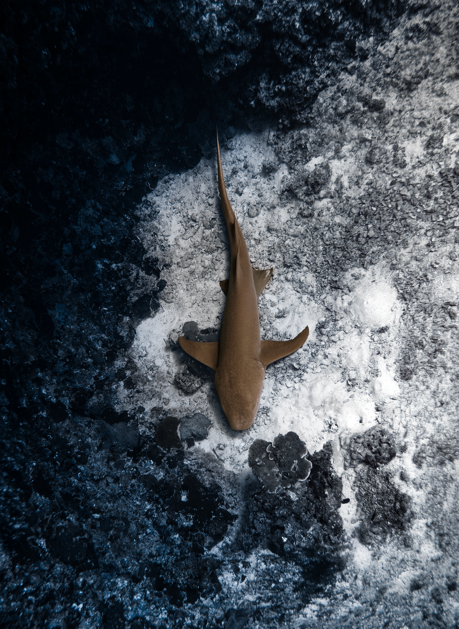 A small shark swims over a dark, textured underwater surface with patches of white and gray.
