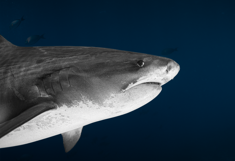 A close-up underwater photograph of a shark swimming against a deep blue water background.