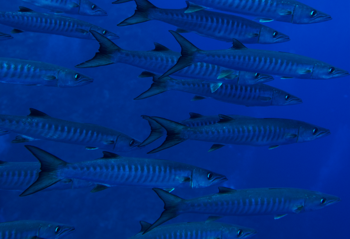 A school of blue-gray barracuda fish swimming in deep blue ocean water.