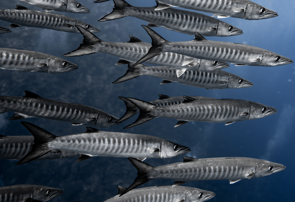 A school of barracuda fish swimming in deep blue water, shown in a high-angle photograph with clear details of their silver-gray bodies and dark vertical stripes.