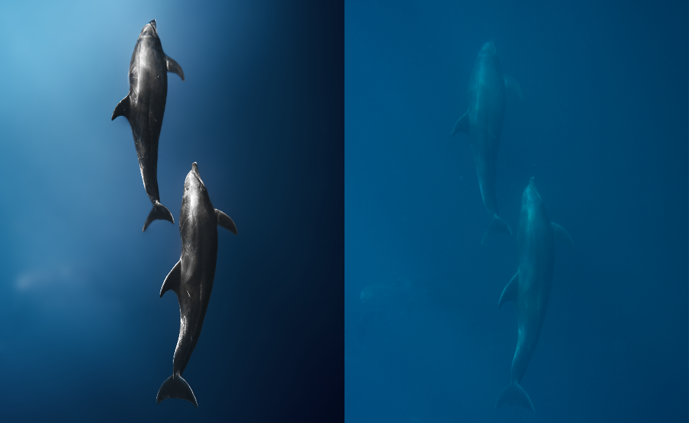 A split underwater scene showing two dolphins swimming in deep blue water, with one side in brighter blue light and the other side in darker, more muted blue.