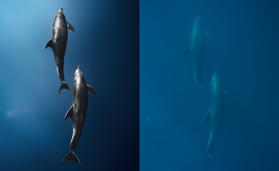 A split underwater scene showing two dolphins swimming in deep blue water, with one side in brighter blue light and the other side in darker, more muted blue.