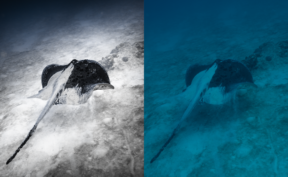 A split-screen underwater photograph showing a stingray on a sandy seabed, with the left side in natural color and the right side heavily tinted in blue-green.