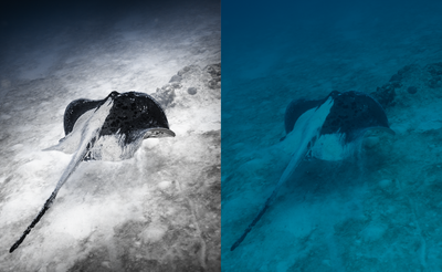 A split-screen underwater photograph showing a stingray on a sandy seabed, with the left side in natural color and the right side heavily tinted in blue-green.