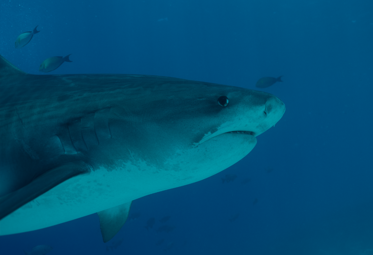 A close-up underwater photograph of a large shark swimming from left to right in deep blue ocean water, with small fish visible in the background.