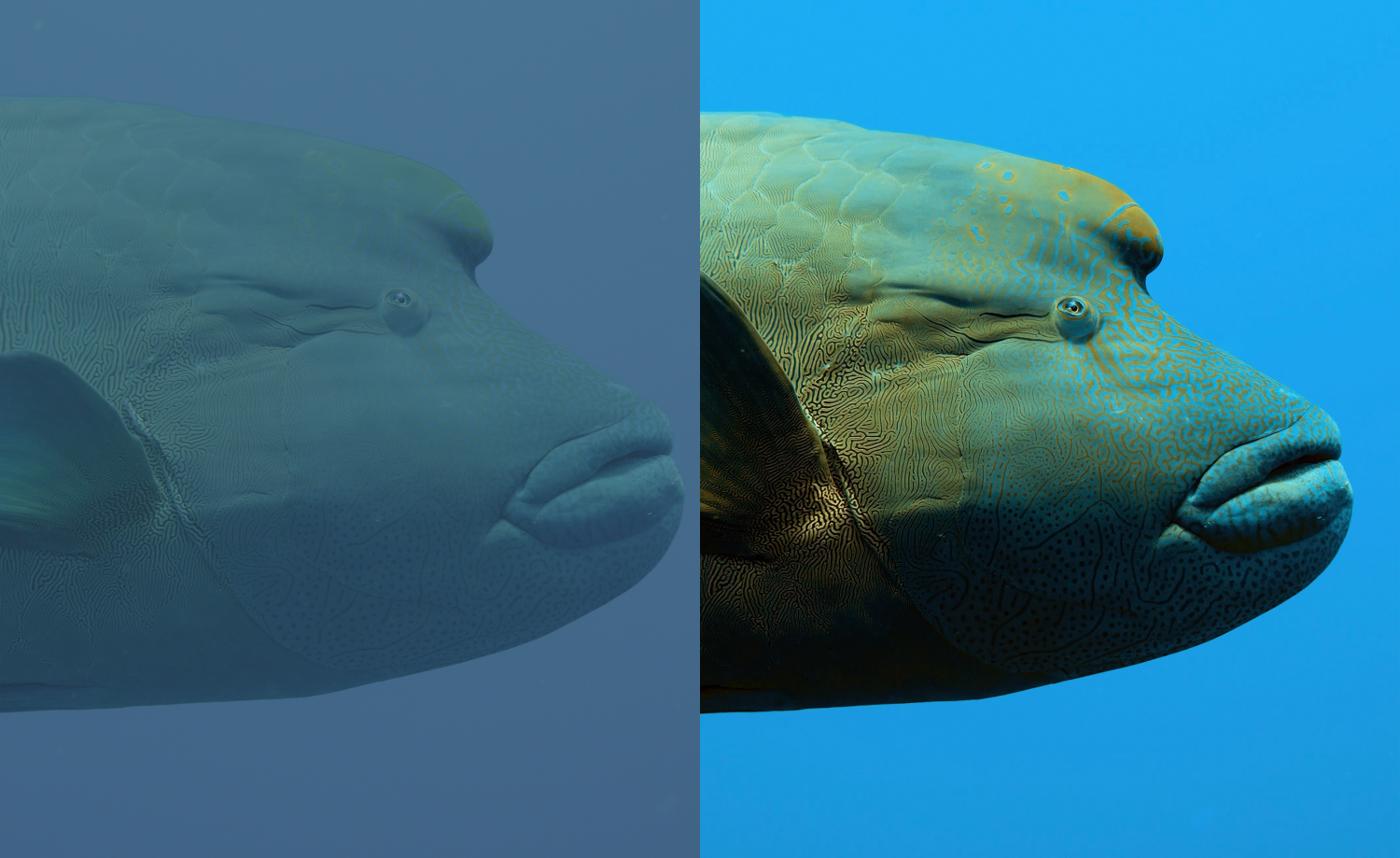 A split-screen underwater photograph of a large fish, with the left side tinted dark blue and the right side showing clearer blue and green tones against open water.