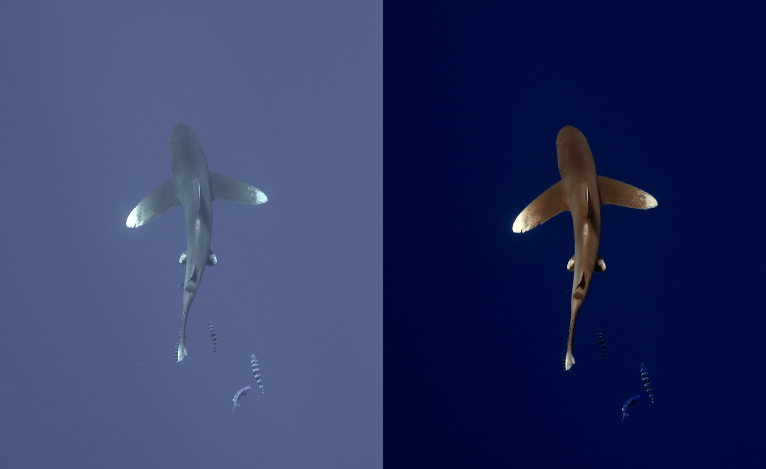A split-screen underwater photograph showing a shark from above in two different water depths: a lighter blue-gray water column on the left and a very dark navy blue water column on the right.
