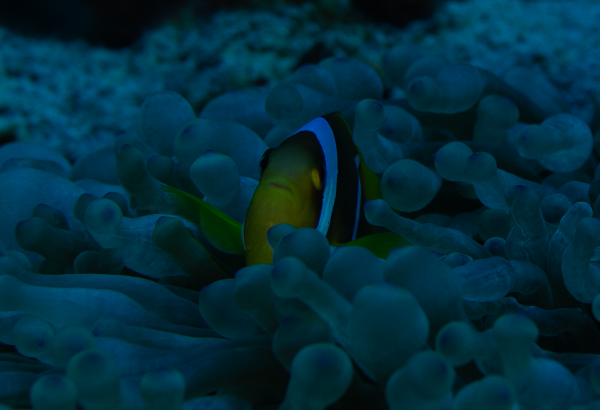 A small clownfish swimming among blue-green sea anemones in deep blue water.