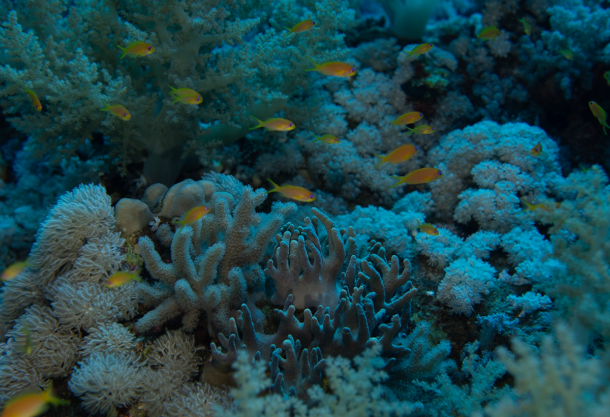 Underwater coral reef scene with branching sea anemones and small orange fish swimming among blue-tinted corals.