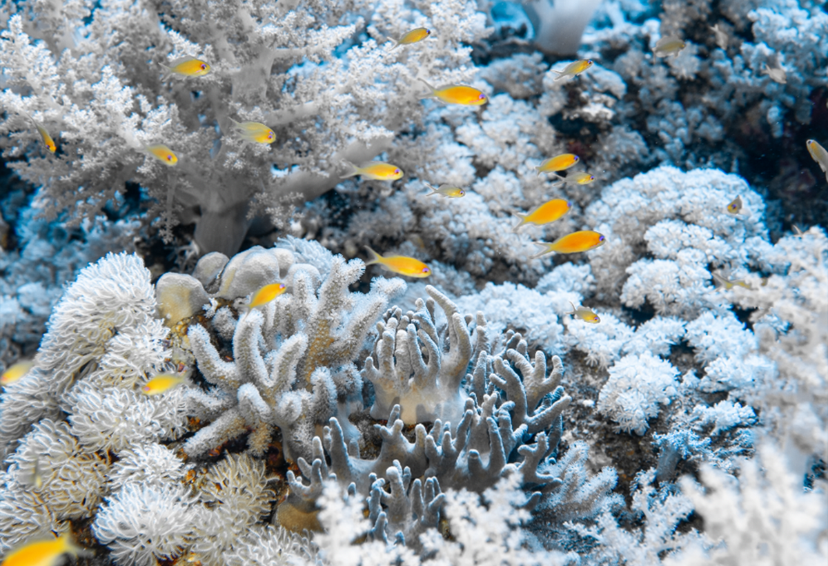 A close-up underwater coral reef scene with branching white and pale blue corals and small yellow fish swimming throughout.