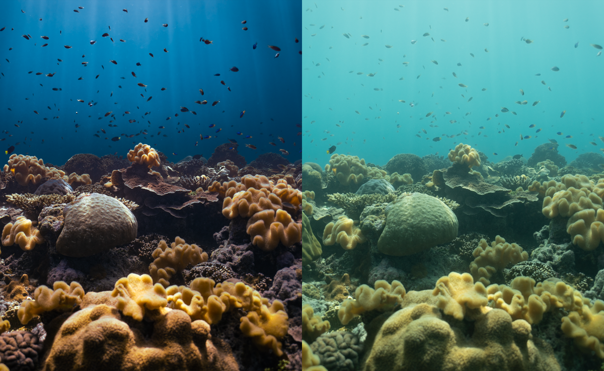 A split underwater scene showing coral reef life: the left half is in deep blue with fish swimming above textured corals, and the right half is in lighter turquoise with the same reef and fish but a more hazy, muted look.