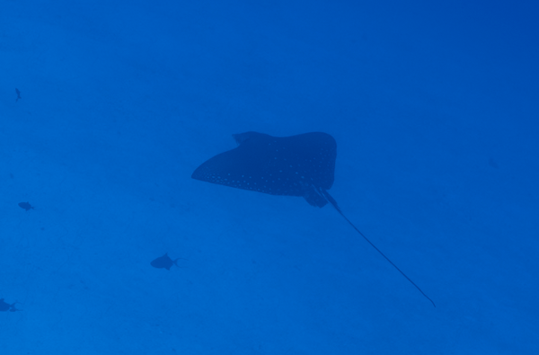 A dark silhouette of a spotted eagle ray  o manta ray swimming in clear blue ocean water, with a few small fish visible in the background.
