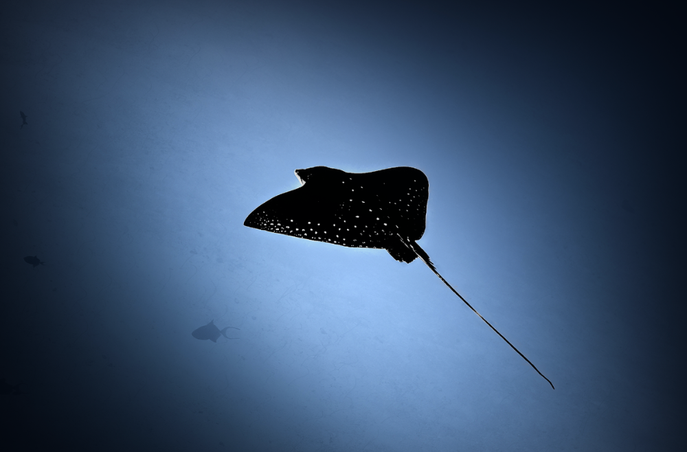 A black silhouette of a spotted eagle ray swimming upwards against a deep blue underwater background.