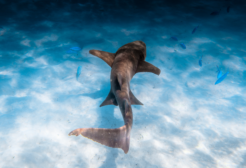 An underwater photograph of a nurse shark swimming over a sandy ocean floor with blue water and small fish around it.