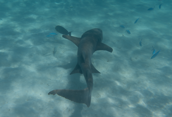 A nurse shark swims over a sandy ocean floor in clear blue-green water, with small fish nearby.