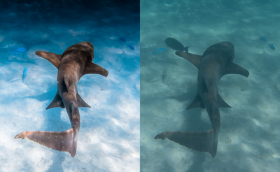A split-screen underwater photograph showing a shark swimming over a sandy ocean floor, with blue water on the left and a more greenish, hazy blue on the right.