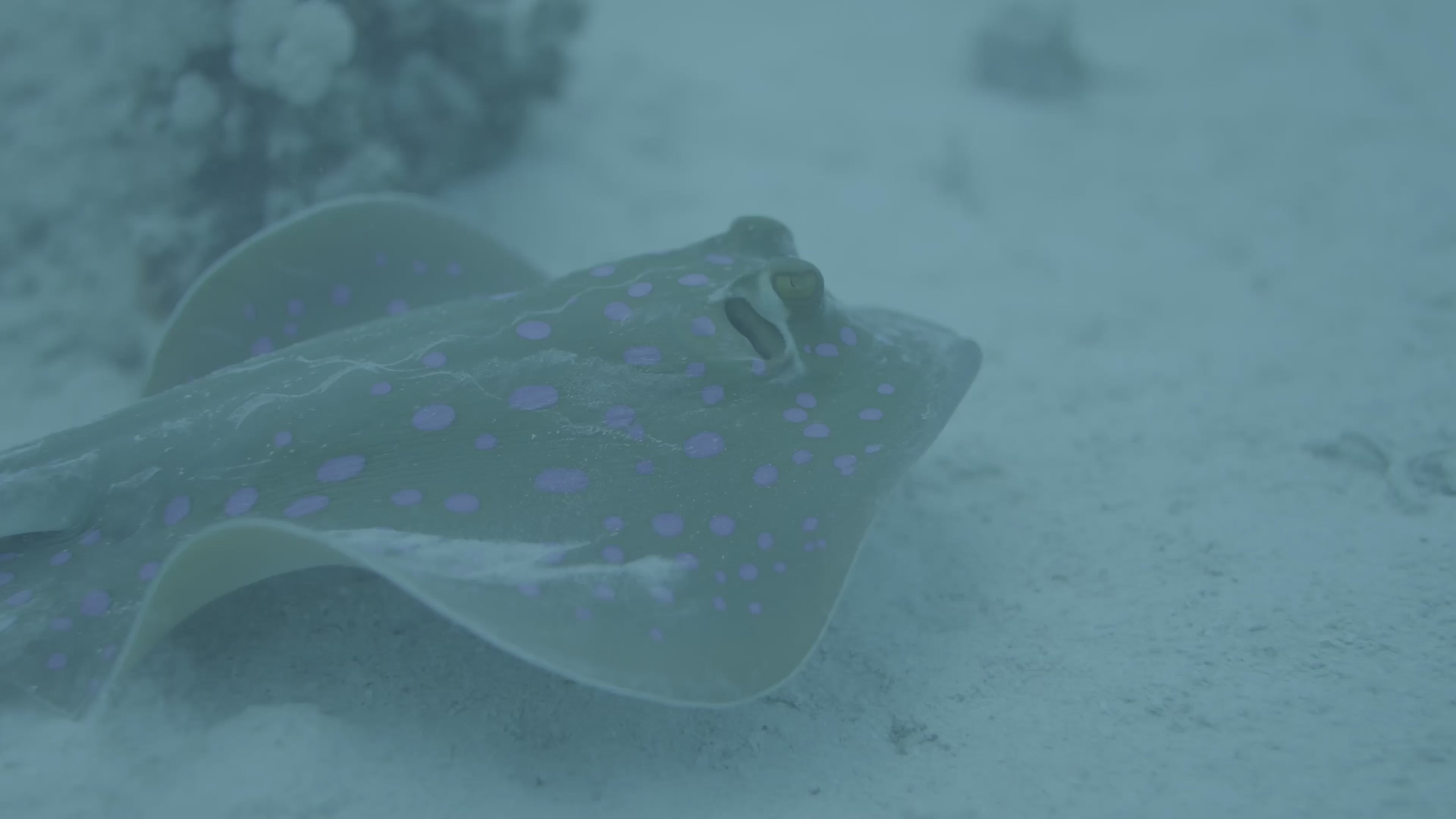 Load video: underwater video editing course