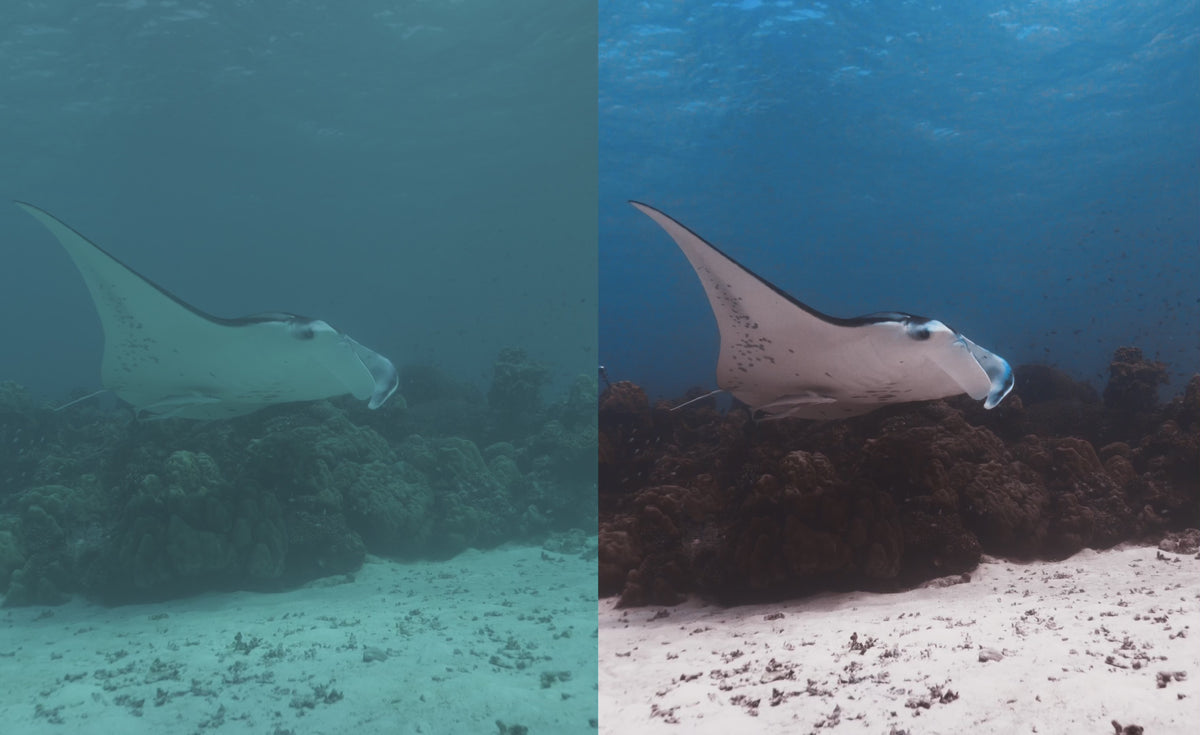 Load video: The Art &amp; Control of Underwater Photo-Videography