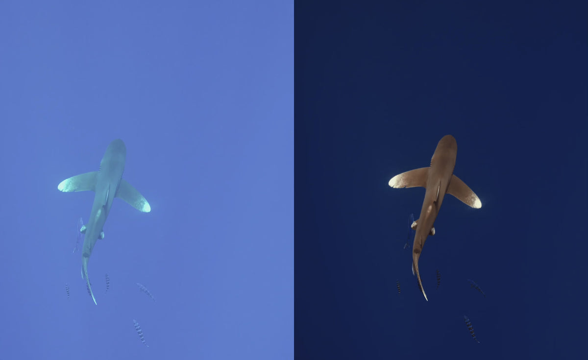 Underwater Videography Editing Course