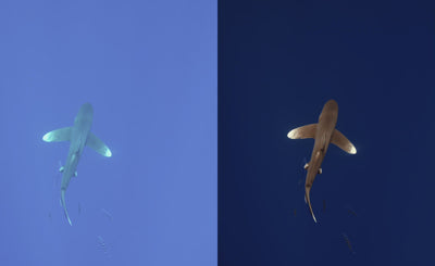 Underwater Videography Editing Course