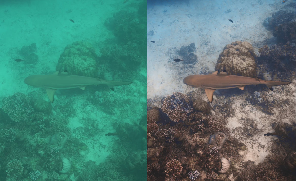 Load video: The Art &amp; Control of Underwater Photo-Videography
