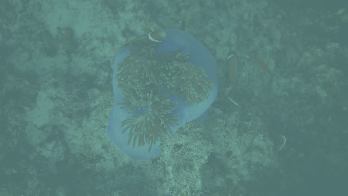 Load video: underwater video editing course