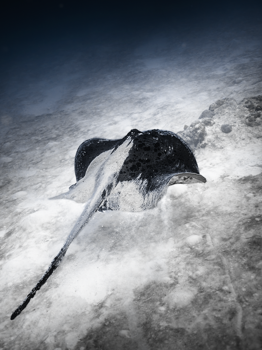 An underwater photograph of a black stingray resting on a white sandy seabed, with a dark blue gradient background.